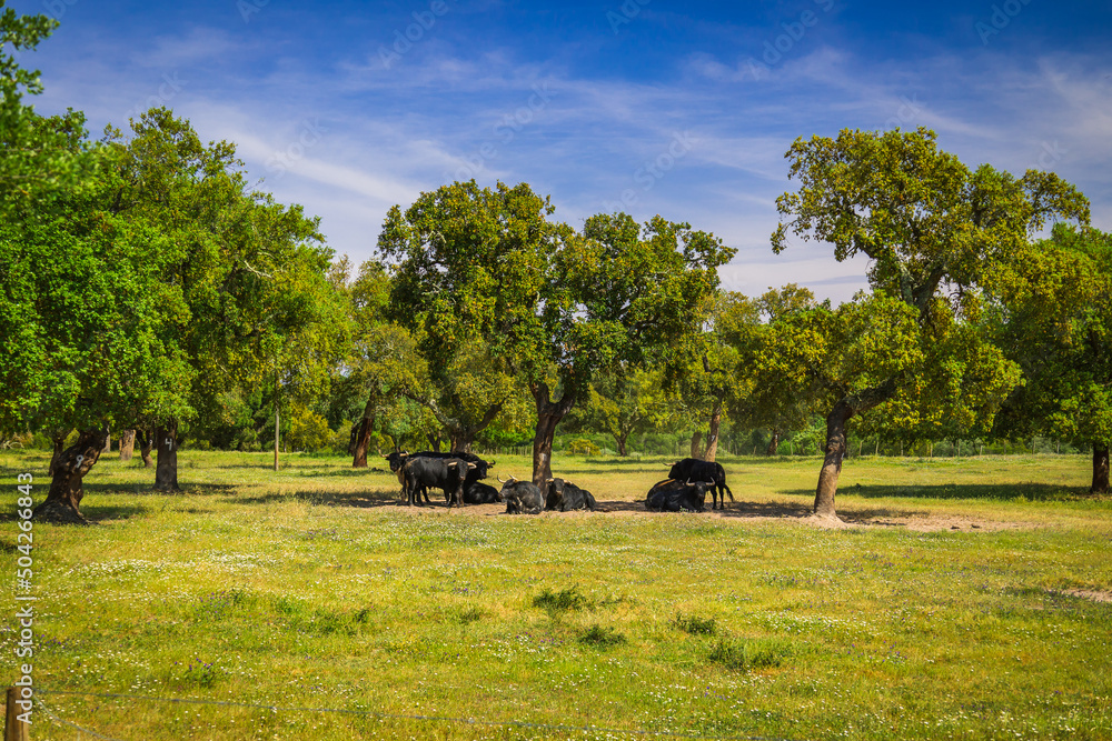 Fototapeta premium Wild bulls herd in the plains of Chamusca, Ribatejo - Portugal. Bullfighting bulls in the wild