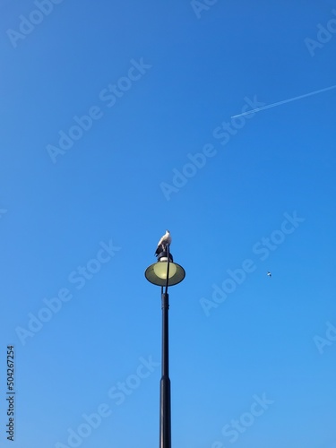 birds on the lamp in the street