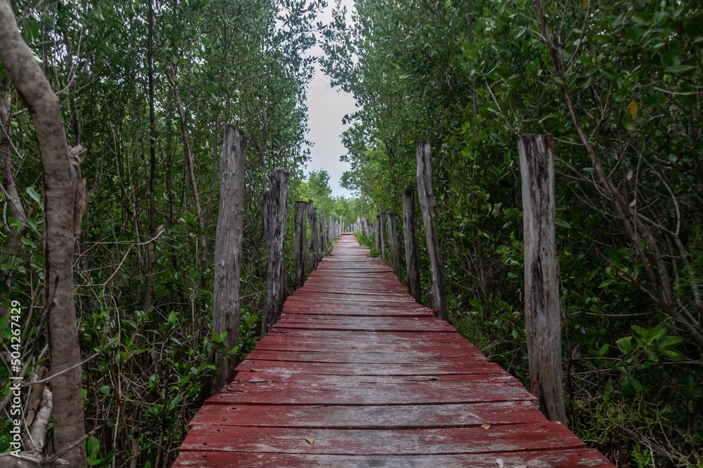 Fototapeta premium camino en selva