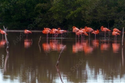 aves silvestres flamingos reflejo lago celestum Mexico photo