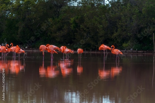 aves silvestres flamingos reflejo lago celestum Mexico