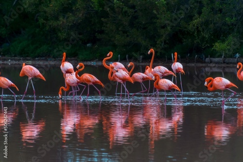 aves silvestres flamingos reflejo lago celestum Mexico
