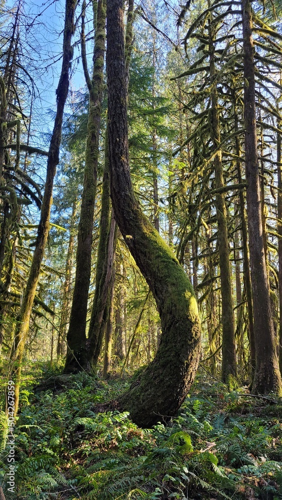 Obraz premium bent tree