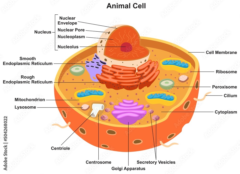 Animal cell parts and structure infographic diagram for biology science  education cartoon vector drawing nucleus golgi apparatus reticulum  mitochondria ribosome 3d illustration prokaryotic unicellular Stock Vector  | Adobe Stock