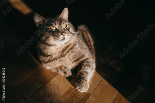 The portrait of beautiful striped cat laying on the floor at the sun. Cute pet at home. dark shadows. Home grey animal.  © lesia17
