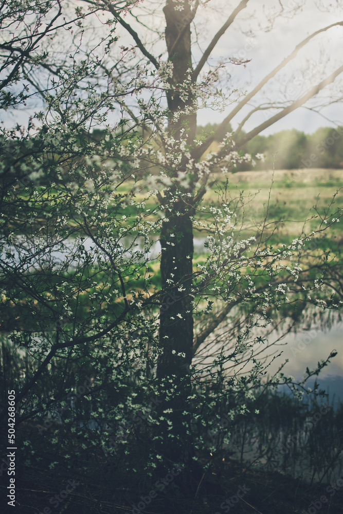 Naklejka premium Spring landscape in Podlasie, sunny May day