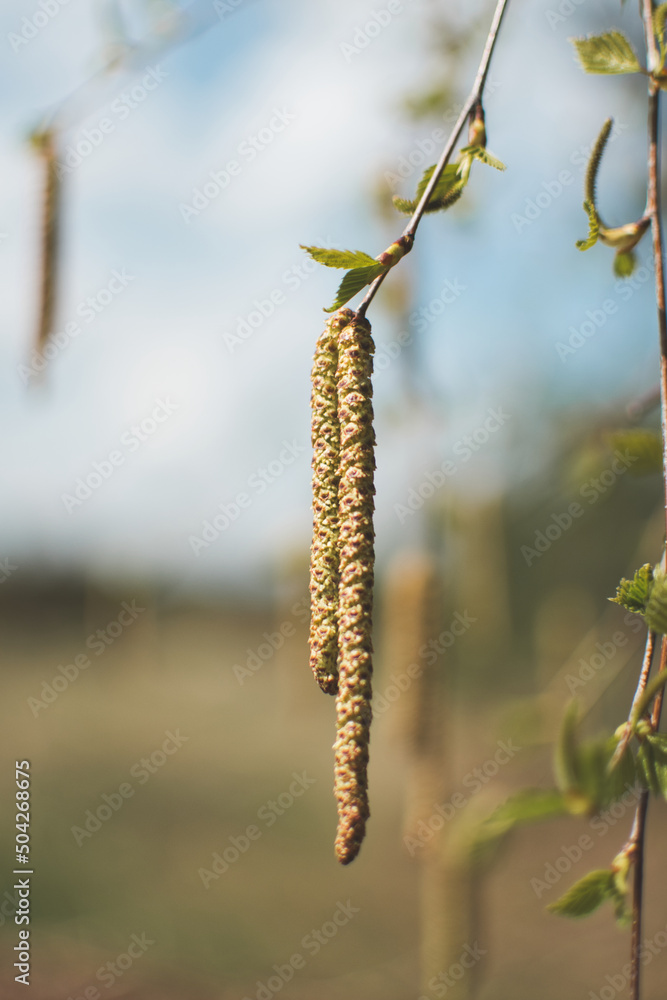 Naklejka premium blooming fruit trees, close-up of young buds, vegetation in Podlasie