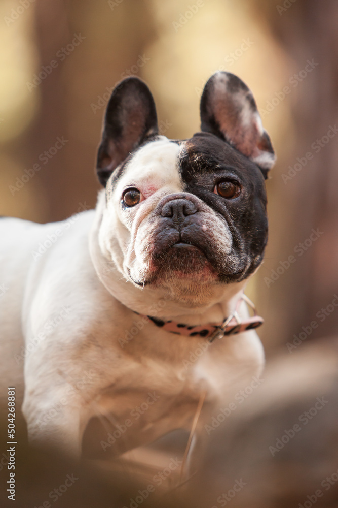 little french bulldog posing in the forest
