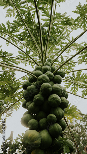 fresh papaya on tree / raw green papaya tropical fruit on tree nature background