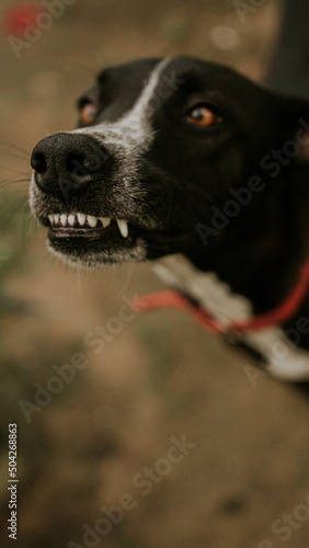 Funny portrait of the smilling dog with a blur background