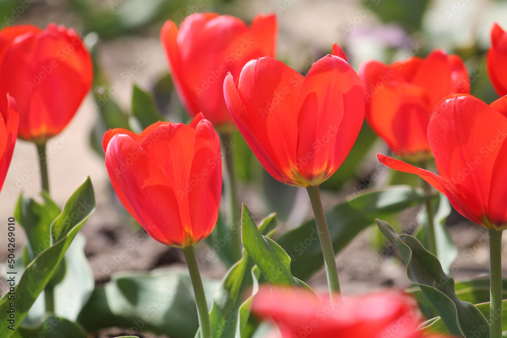 Bright red tulip flowers close-up in spring garden Bright red tulip flowers close-up in spring garden