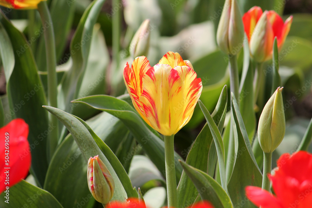 Fototapeta premium Tulip broken by viruses. Variegated colors produced by Tulip Breaking Virus (mosaic virus)