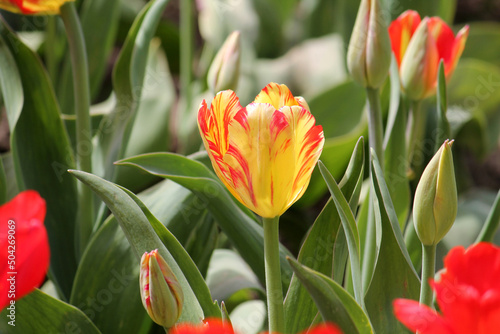 Tulip broken by viruses. Variegated colors produced by Tulip Breaking Virus  mosaic virus 