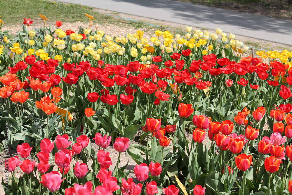 Abundant flowering of pink, red, orange and yellow tulips in spring garden. Bright field of tulip flowers