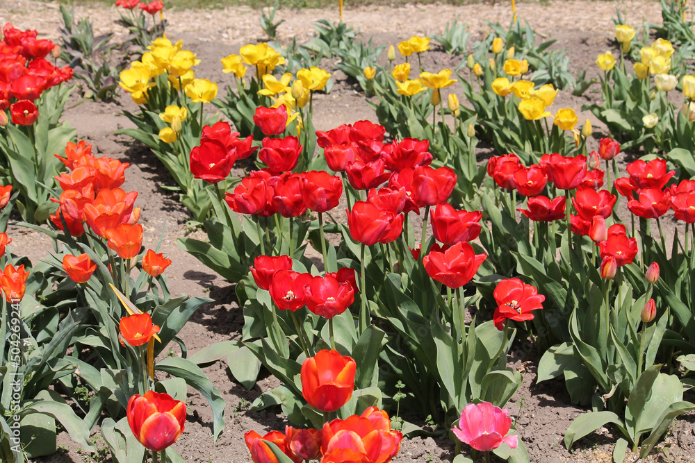 Abundant flowering of red, orange and yellow tulips in spring garden. Bright field of tulip flowers