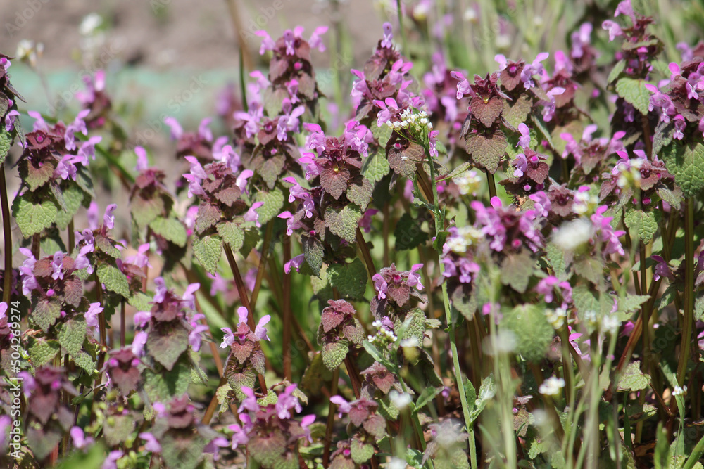 Fototapeta premium Flowering purple dead-nettle (Lamium purpureum) plants in garden. May, Belarus
