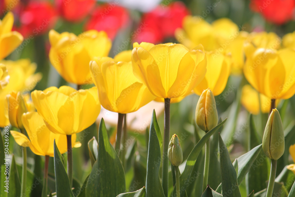 Obraz premium Bright yellow tulip flowers in spring garden