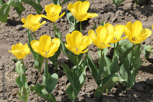 Bright yellow tulip flowers close-up in garden