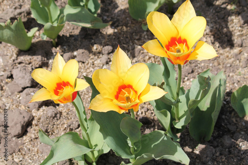 Bright yellow Fosteriana (Emperor) tulip flowers in spring garden