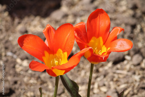 Bright orange Fosteriana (Emperor) tulip two flowers in spring garden #504269250