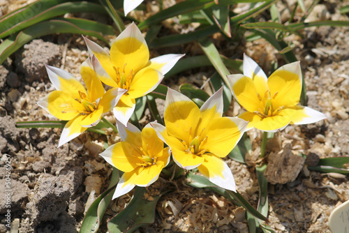 Flowering Tulip Tarda (Dasystemon) with white-yellow flowers in spring garden