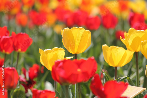 Abundant flowering of red and yellow tulips in spring. Bright field of tulip flowers