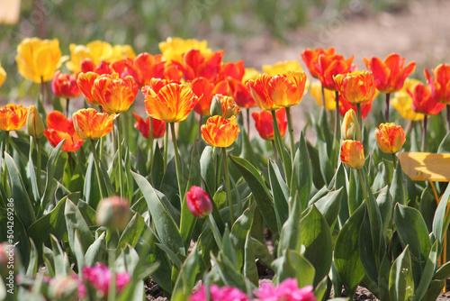 Bright orange tulip flowers in spring garden