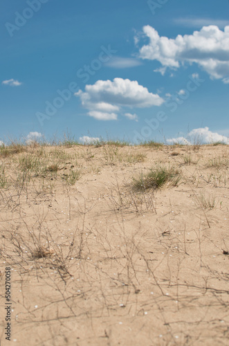 amazing podlasie, sandy beach near the river Narew in podlaskie voivodeship © Miriam