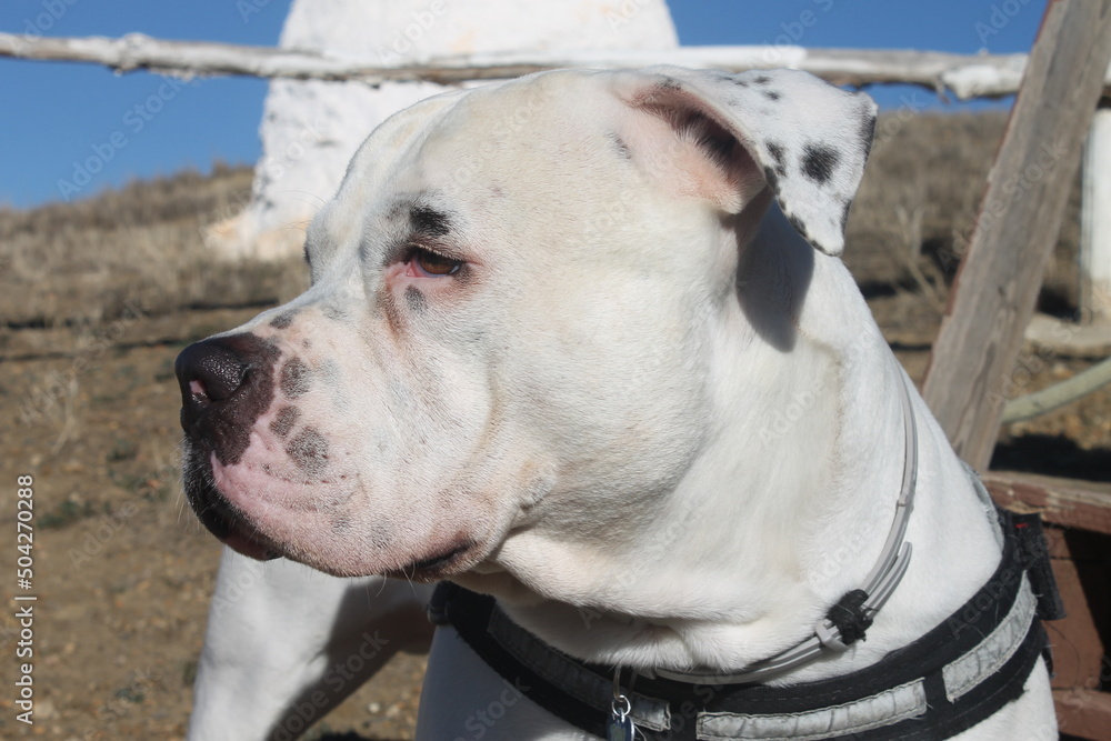Obraz premium American staffordshire