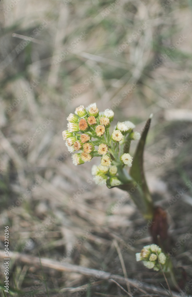 blooming fruit trees, close-up of young buds, vegetation in Podlasie blooming fruit trees, close-up of young buds, vegetation in Podlasie