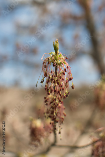 blooming fruit trees, close-up of young buds, vegetation in Podlasie photo