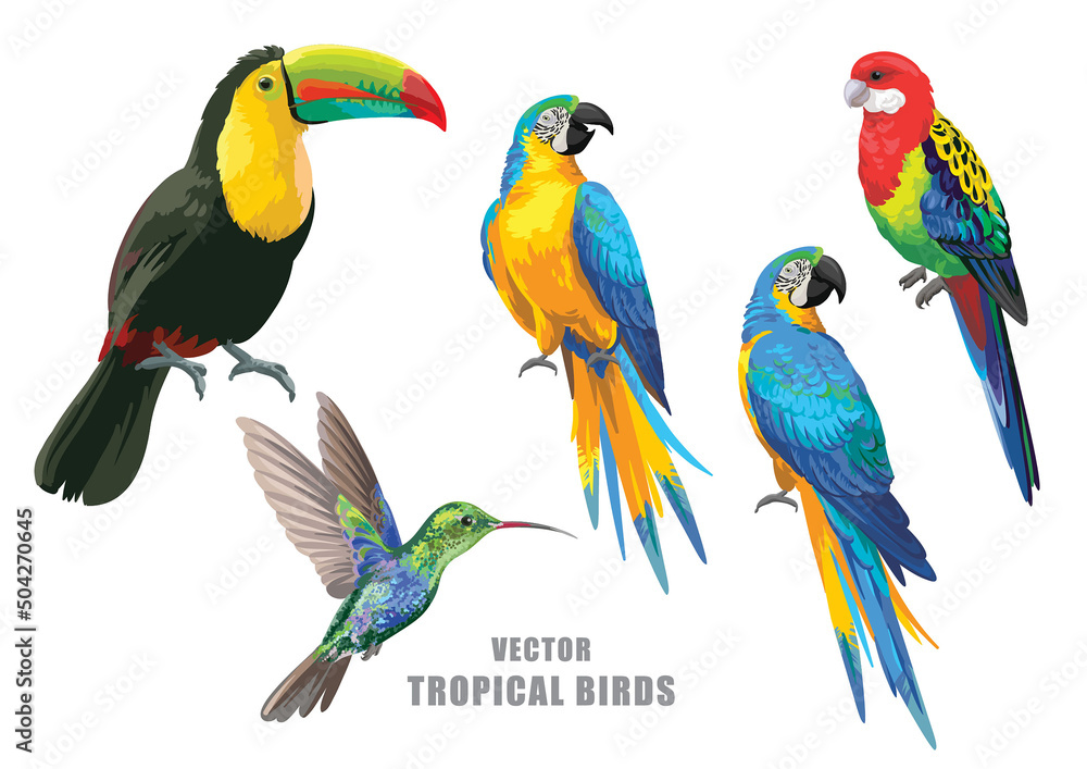 Tropical birds collection. Vector isolated elements on the white background.