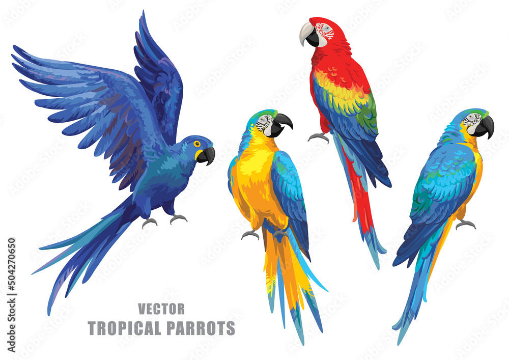Fototapeta premium Tropical parrots collection. Vector isolated elements on the white background.