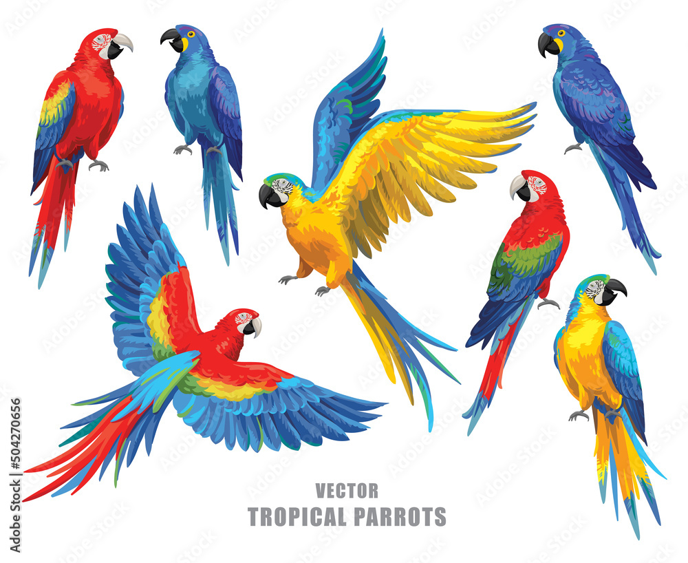 Fototapeta premium Tropical parrots collection. Vector isolated elements on the white background.