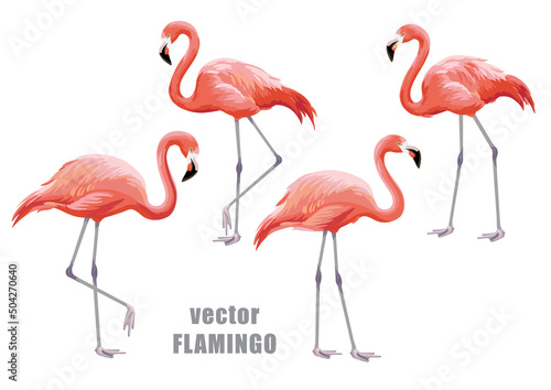 Flamingo collection. Vector isolated elements on the white background. © Anna Sm
