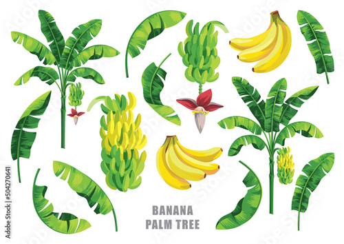 Banana palm tree collection. Vector design isolated elements on the white background.