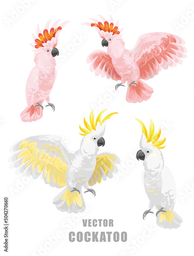 Set with cockatoos. Vector isolated elements on the white background.