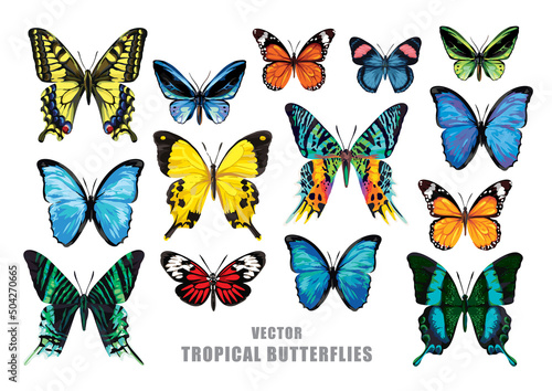 Tropical butterflies set. Vector isolated elements on the white background.