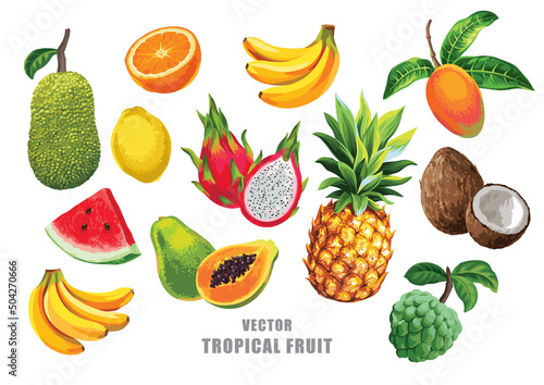 Tropical fruits set. Vector isolated elements on the white background.