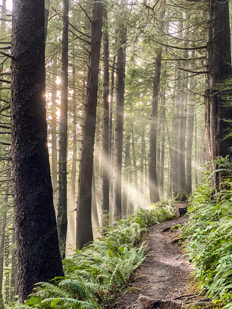 Fototapeta premium Forest trail