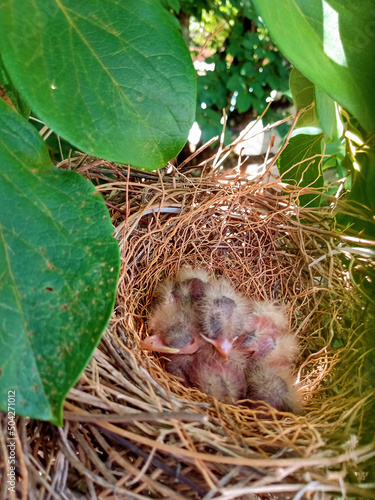 baby birds nest