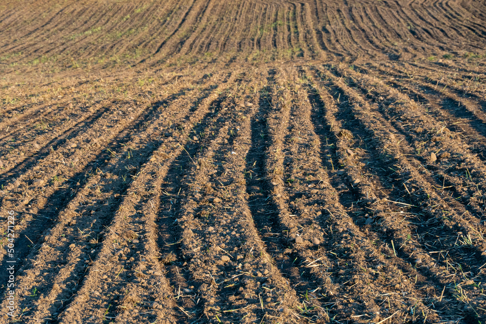 plowed agricultural field. An ecologically clean place for growing grain crops.