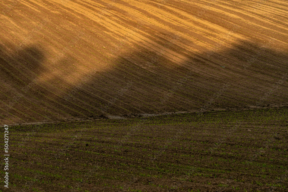 a plowed agricultural field at sunset. The yellow rays of the sun illuminate the wheat field. An ecologically clean place for growing grain crops.