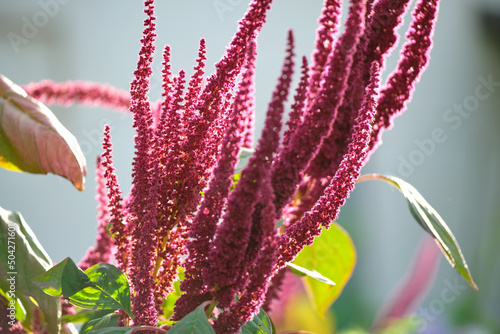 Fotografie Indian red amaranth plant growing in summer garden