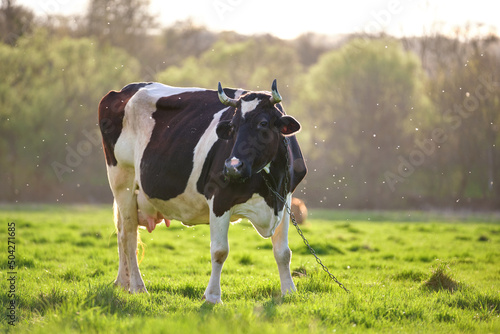 Fotografia Milk cow grazing on green farm pasture on summer day