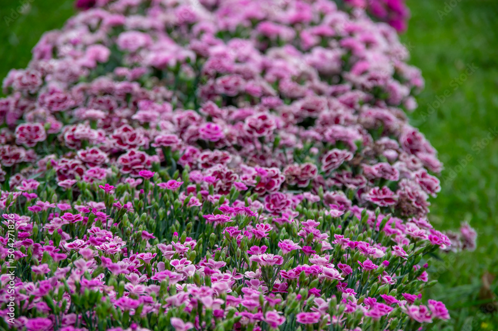 Lots of clove pink carnation flowers blossoming with green grass in the background Lots of clove pink carnation flowers blossoming with green grass in the background