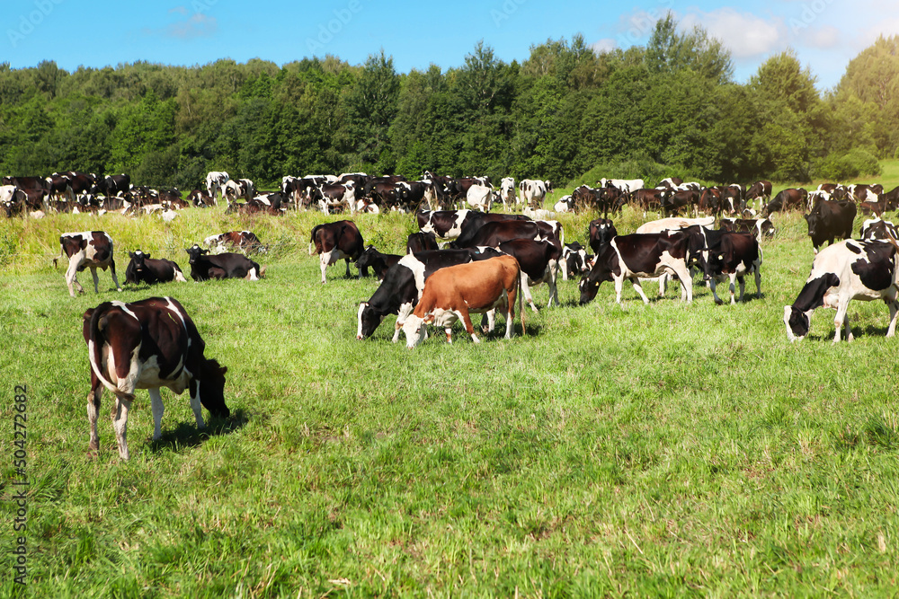 Fototapeta premium A herd of cows of black and white color, and among them one cow of a red color, graze on a green meadow with lush grass, in clear sunny weather, against a blue sky.