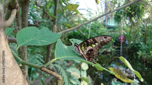 Fototapeta Naklejka Na Ścianę i Meble -  Butterfly on leaf