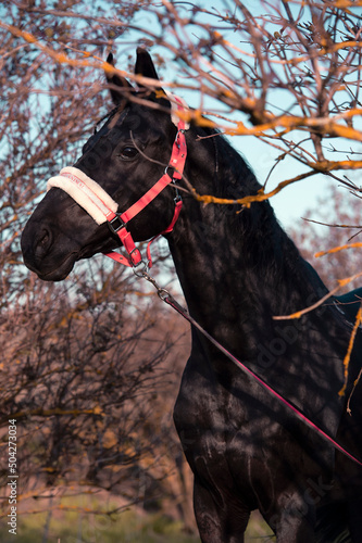 portrait of beautiful black horse  posing nearly bushes. spring time © anakondasp