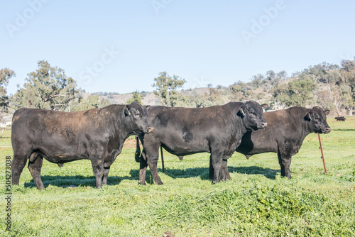 bulls in the field